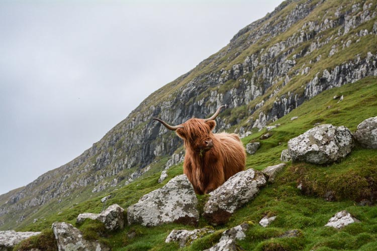 The bold and shaggy Highland cow finds a path down the mountain.