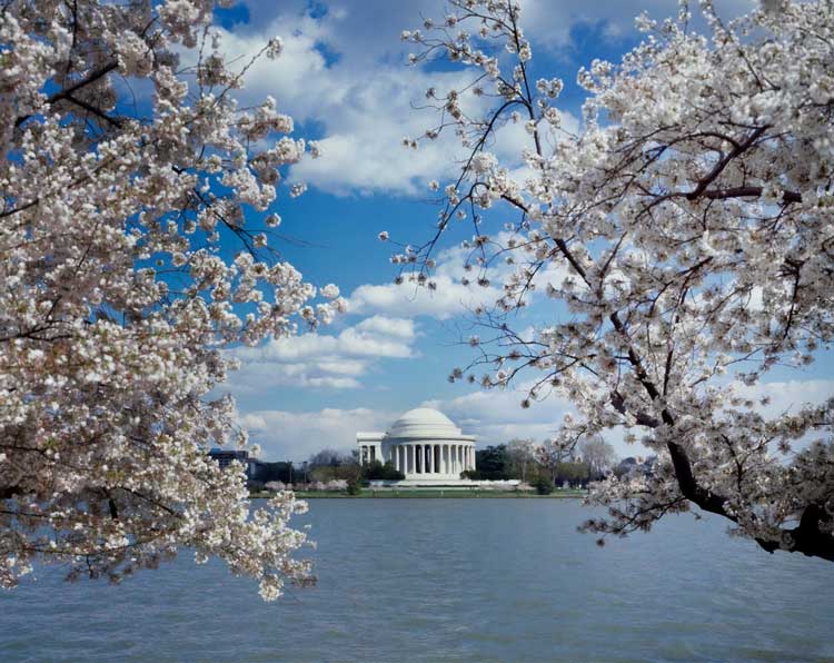 Cherry blossom trees frame the photo of the Library of Congress across the park in Washington, D.C.