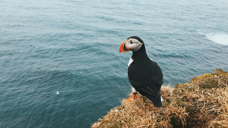 A puffin rests while overlooking the ocean near Látrebjarg.