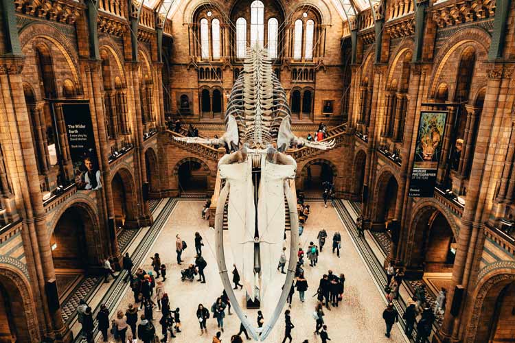 The whale skeleton hanging above visitors in the main hall of the Natural History Museum.