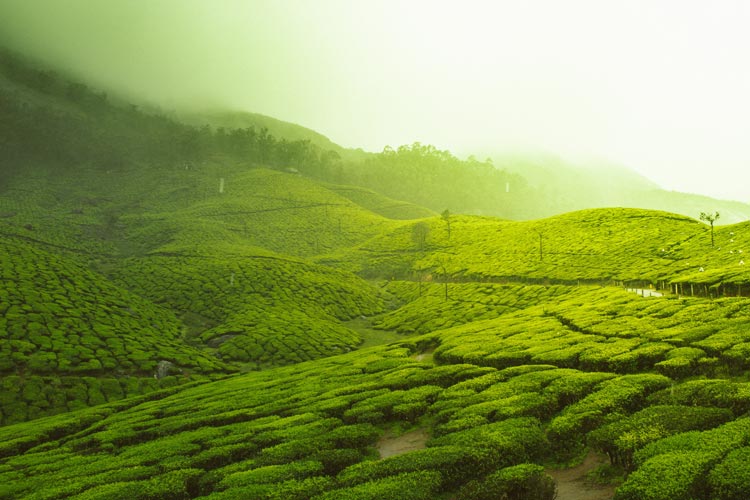 The rolling tea gardens under the fog of Darjeeling.