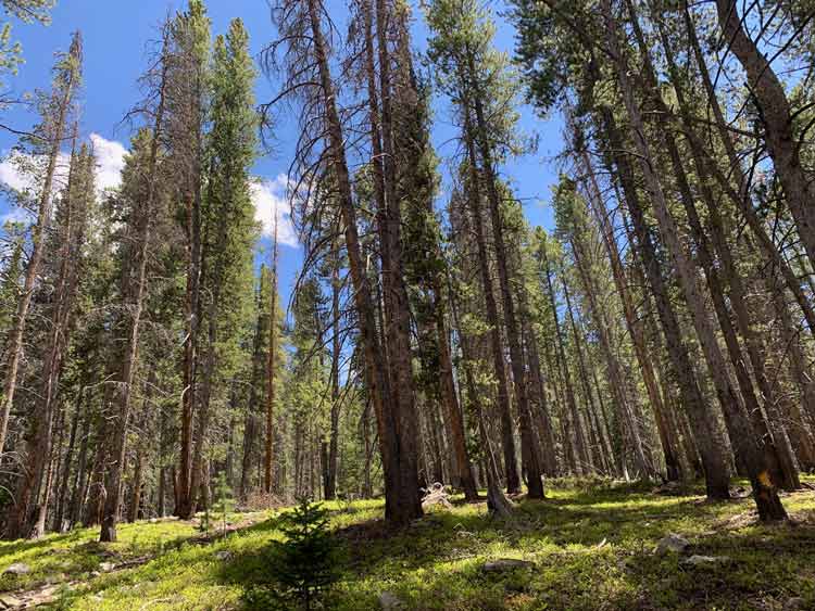 Towering trees line the hiking trails throughout the Breckenridge mountain area.