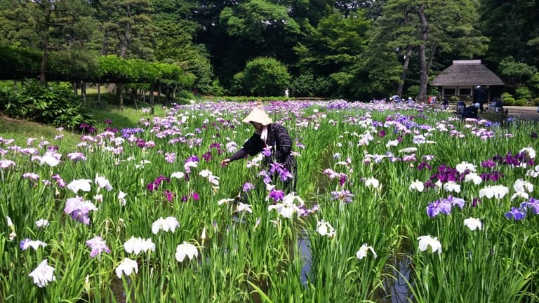 Tokyo Park was a part of the old Edo Period as well as modern Tokyo. Photo by Fyllis Hockman