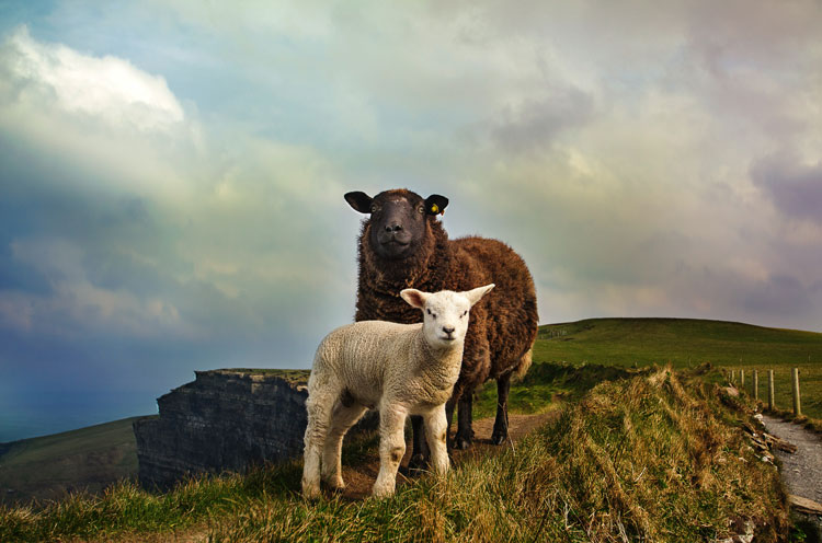 Sheep crossing the coastal cliffs near the trail and farms.