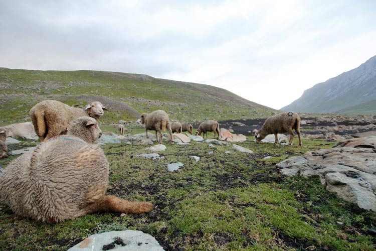 Sheep grazing in the vicinity of Vishansar Lake in Kashmir.