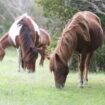 Wild ponies grazing on Assateague Island, Pinterest. Flickr halserad