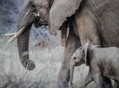 Seeing elephants is a highlight during a journey in South Africa