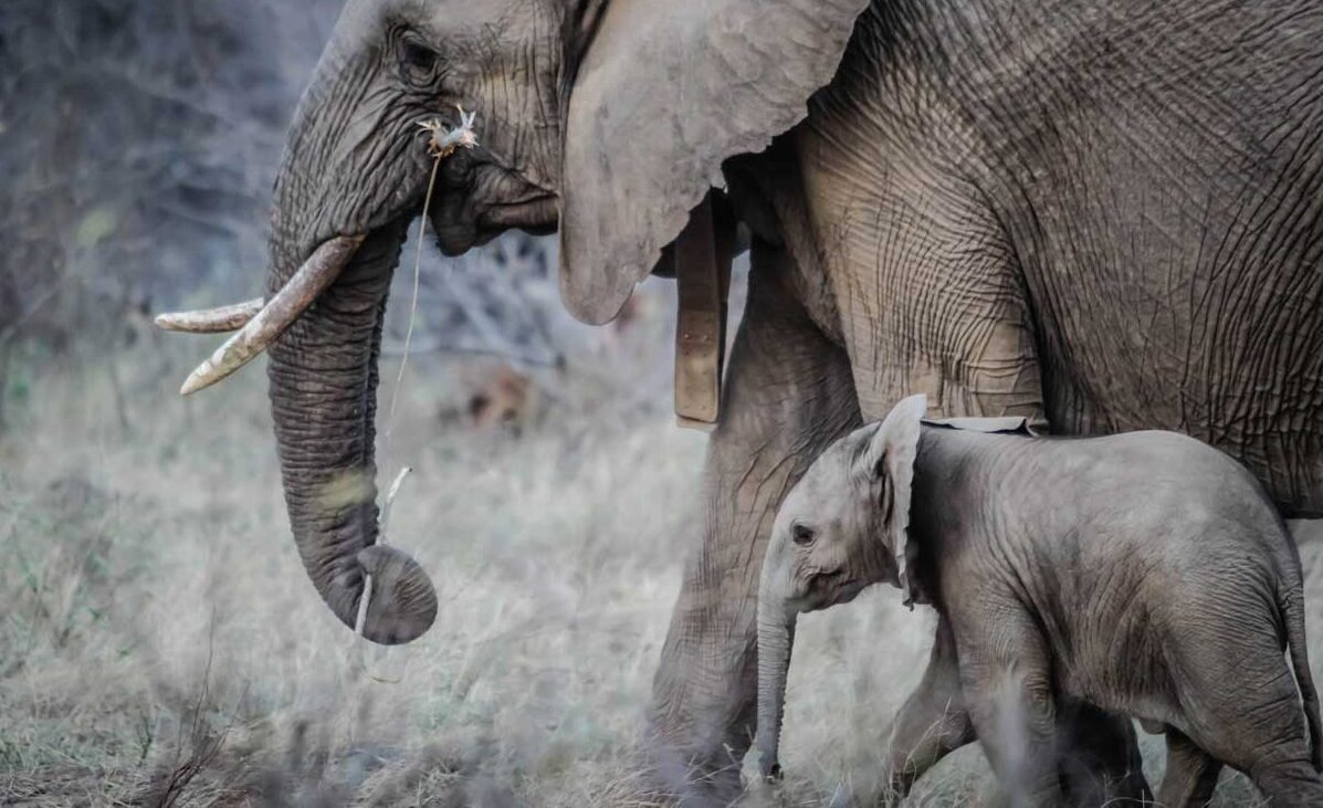 Seeing elephants is a highlight during a journey in South Africa