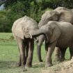 Elephant family playing in Kenya, Africa.