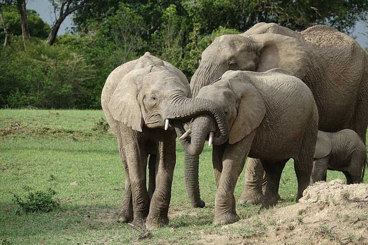 Elephant family playing in Kenya, Africa.