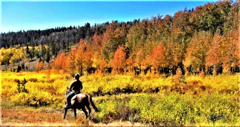 Letting the horse do the walking while the rider does the looking. Photo by Bitterroot