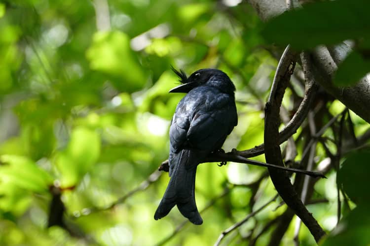 A crested drongo