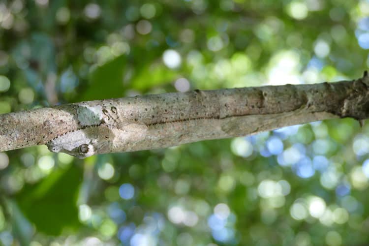 A giant leaf tailed gecko blends in with the bark.