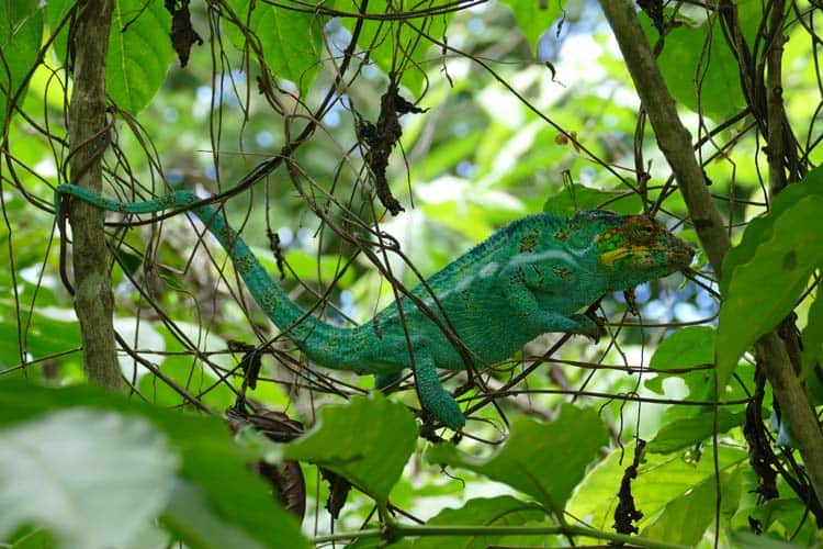 Another view of the male panther chameleon using his tail.