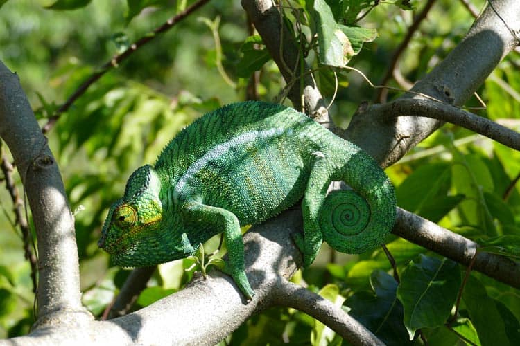 Close view of an adult male panther chameleon on Nosy Be in Madagascar. Photo by Adrian Rorvik