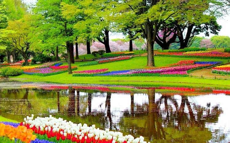 The picture perfect view of Keukenhof's Garden of Europe