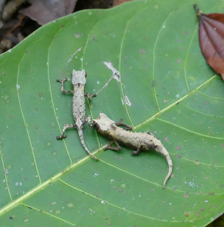 Young chameleons play together on a giant jungle leaf.