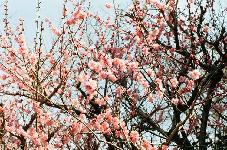 Iconic cherry blossom trees in Kyoto.