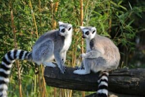 Playing with lemurs on the island of Nosy Be in Madagascar.
