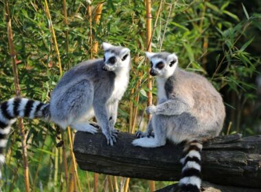 Playing with lemurs on the island of Nosy Be in Madagascar.