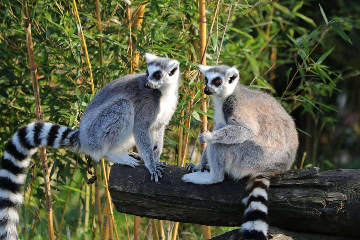 Playing with lemurs on the island of Nosy Be in Madagascar.