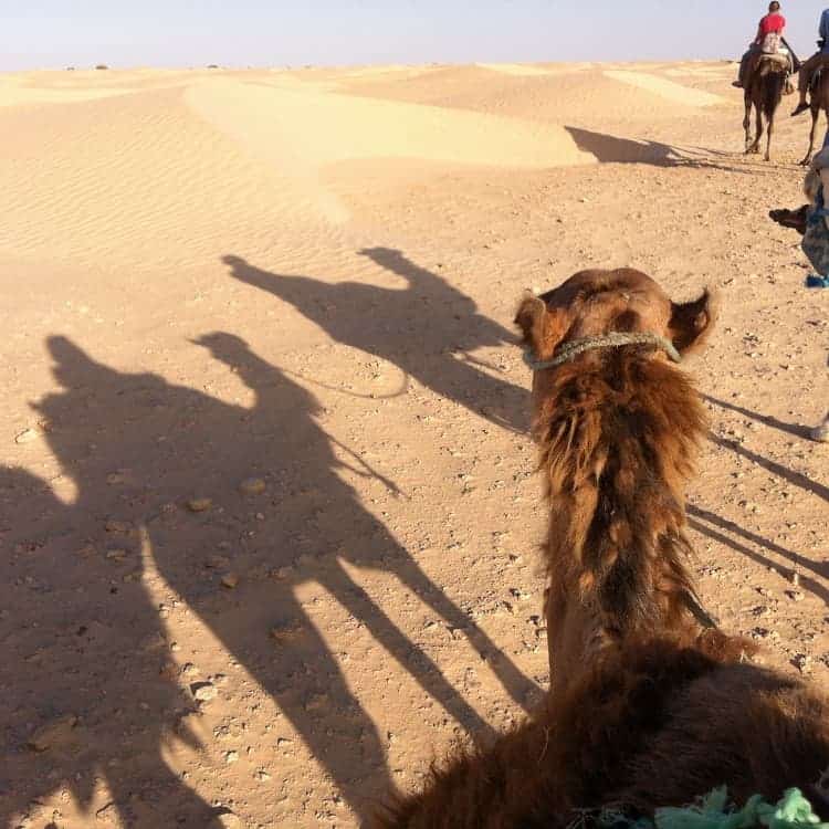 A memorable camel tour. 