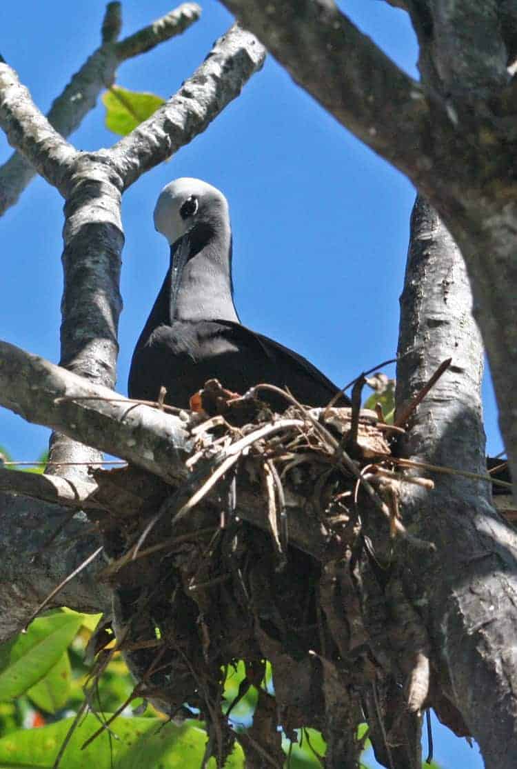 Are you nodding your head birdy