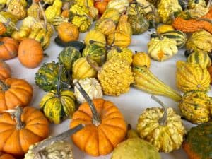 Gourds at Staten Island farm.