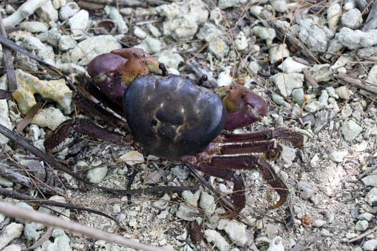 A land crab on Yap.