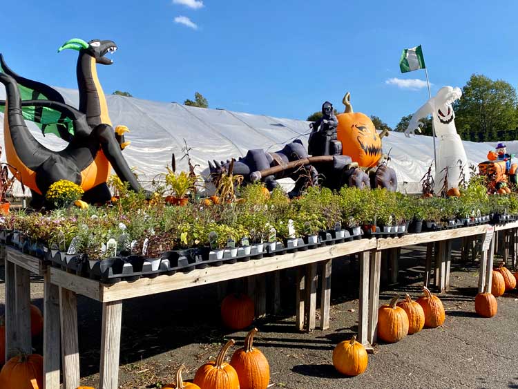 Browse seasonal herbs, pumpkins and decorations.