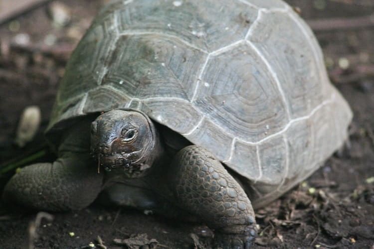 The giant tortoise at the Aldabra tortoise nusery