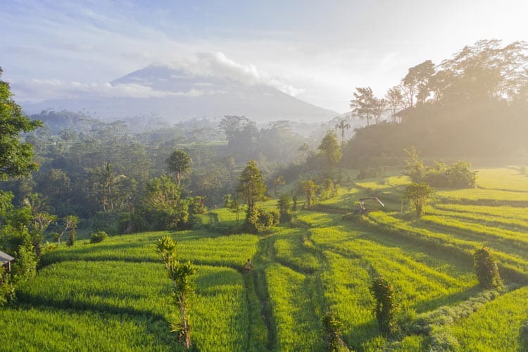 Fields and nature in Bali.