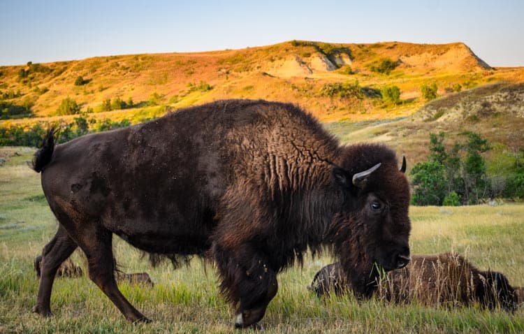 Roaming buffalo herd in North Dakota.