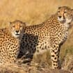 Cheetahs in African plains.