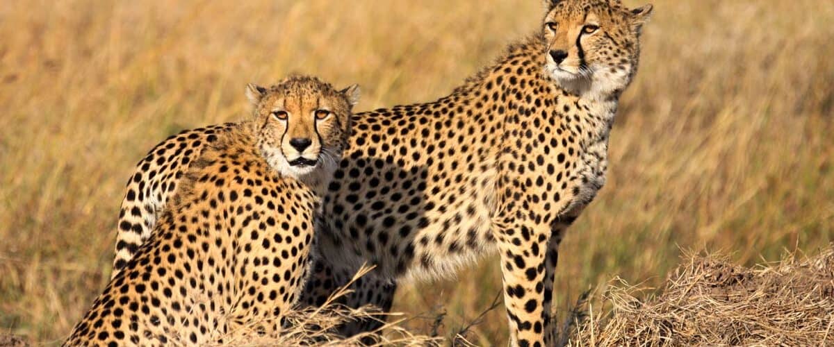 Cheetahs in African plains.