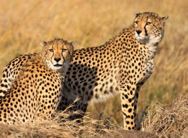 Cheetahs in African plains.