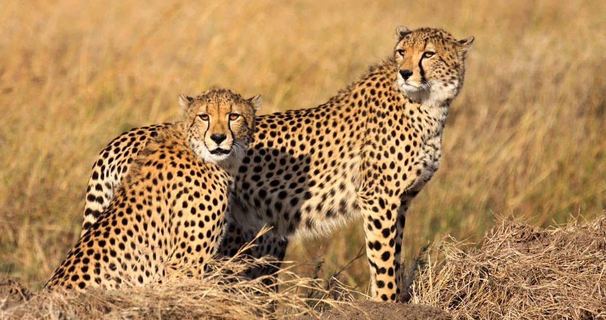Cheetahs in African plains.