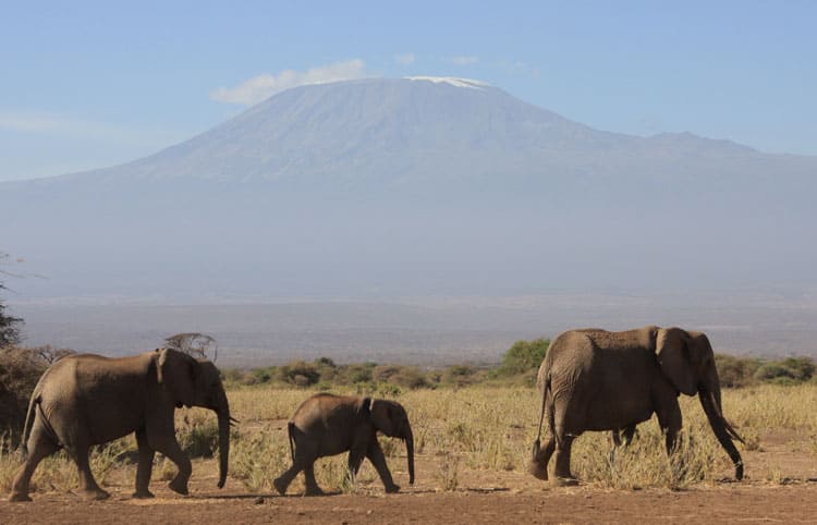 Elephants on the move with Kilimanjaro in the distance. 