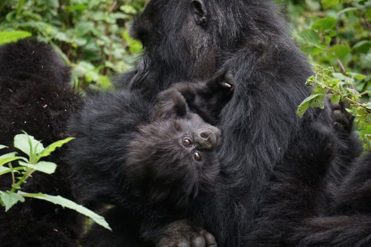 Baby Gorilla with parents.