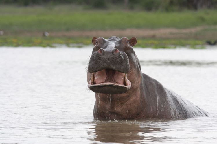 Hippo in the water in Africa.