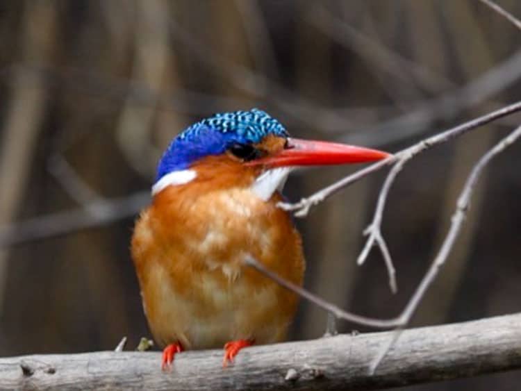 Kingfisher bird in Africa.