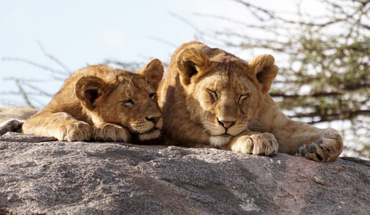 Sunbathing on rock in Africa.