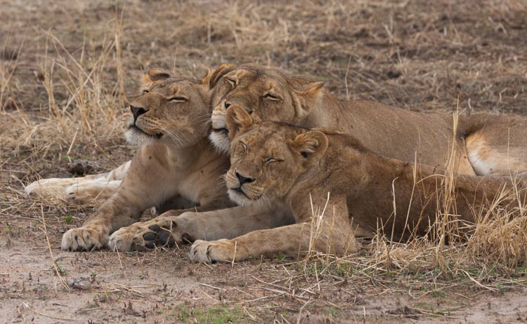 Lions love to nap. 