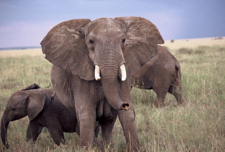 Mom and baby elephant