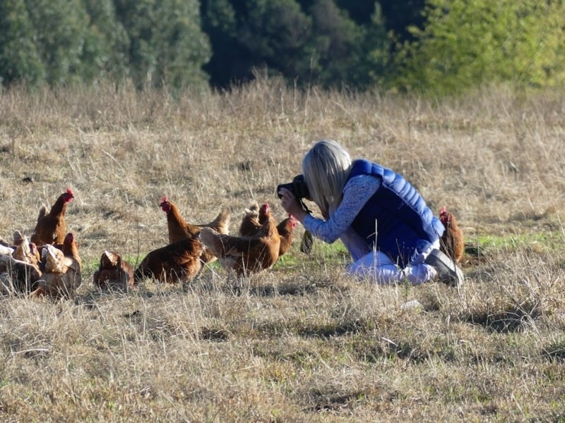 Fordoun Chickens posing. Photo courtesy of Adrian Rorvik