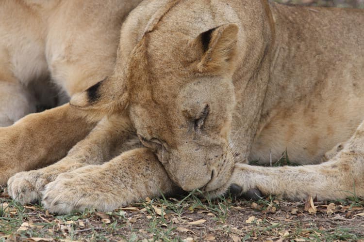 More dozing in the African sun.