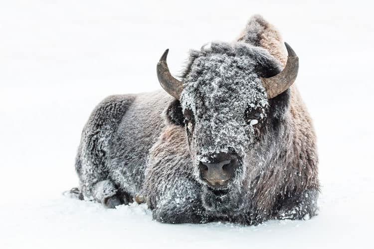 Bison relaxing in snow in Yellowstone Park, Wyoming