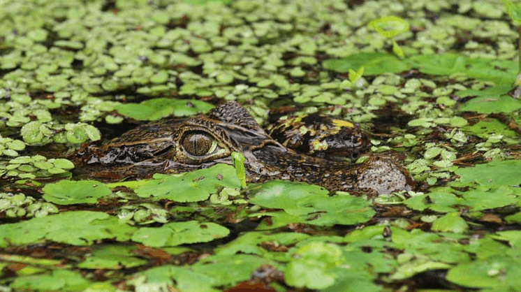 A caiman popping out of the water in Costa Rica