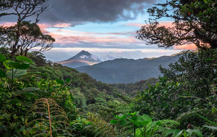 Lush greenery in Costa Rica