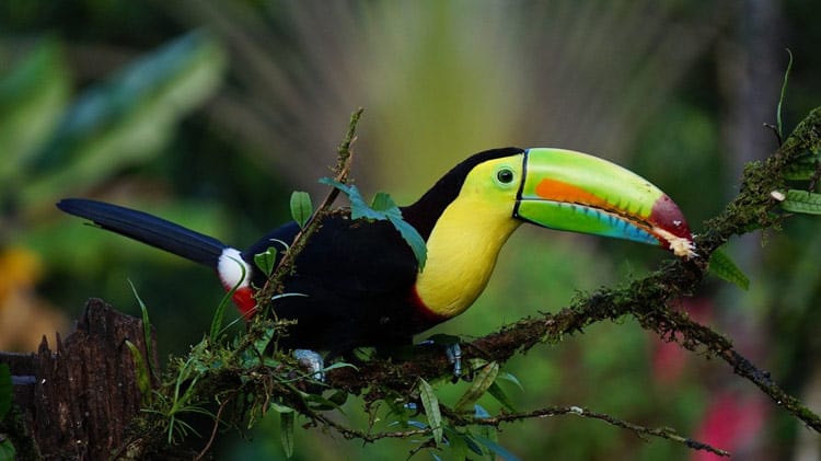 The keel billed toucan having a snack